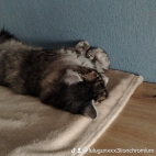 watermark-0aaccb63372f1f66b096f4b8c27ab5eb_0
