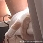 watermark-7e628566785d452409f7794f1af5bb1b_0