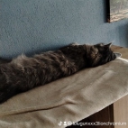 watermark-ba8bf5996d335d6d6ad608adf0080ea8_0
