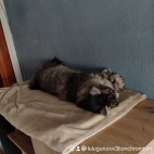 watermark-640271f42369c10aa693659163e6ec0f_0