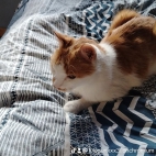 watermark-b4c82b6a78402bca6bda34add562c02a_0