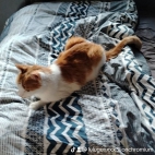 watermark-7b518702d2aa9db01c365136b089901e_0