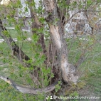 watermark-e0847e57a205a2e3f8f3b9f967347c0e_0