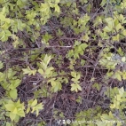 watermark-1e0d5ef18bc11d2592bdbc44632e974d_0