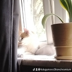 watermark-0c2c1a591b11a2f304471ec02cc57c17_0