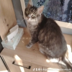 watermark-35f082ab14bab1a91600339c005d8ffa_0