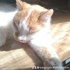 watermark-d9d5d4ee96d706b71a0dddc46869e7b9_0