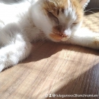 watermark-90c484063a609961d2af4a9aefd7e470_0