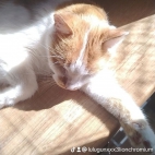 watermark-f3b125ea2d910c090b803a5a3e8d9537_0