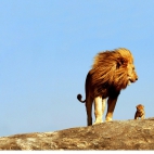 dad-lion-and-the-lion-cub-HD