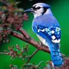 1920x1440-beautiful-blue-jay