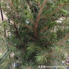 watermark-531303e6b8787dbe348a9629f9ed3404_0