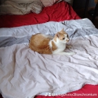 watermark-aa573075b379c14ecad8b6208804ea6f_0