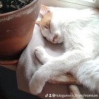 watermark-4f182095d3f561fe71d5b66adc7af8f3_0