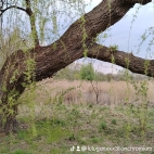 watermark-8ccb01c4446ddc30097fc6c691353df4_0