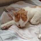 watermark-3b087b0f6e3d7ca423618526a08a258f_0