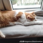 watermark-dfc41895727f7859e7f69dfdb4a17065_0