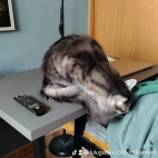 watermark-1492b66dfbb69afe68652158fbc88968_0