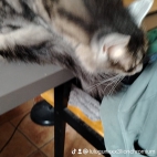 watermark-c8ac33d6d9f2871b1cb33082cefc638c_0