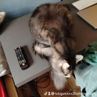 watermark-3e4bff1384fc30199c64472f645bc5c7_0