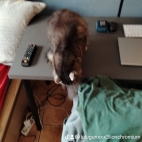 watermark-ccea2d8a222200af48f7ccc239dab32d_0