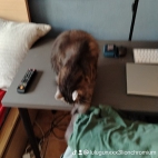 watermark-69d6cb525189772cd52781dec7672a5e_0