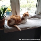 watermark-f19d25d1686f523ff5248b608f6e0f7c_0