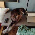 watermark-2dbcc5f2c764251c83d3622771e0e742_0