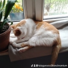 watermark-63d51fb82c0309f23c0a675d41a17456_0