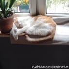 watermark-2de596dea4ba5658e750d20f27622323_0