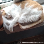 watermark-eff76505b2e3fc77dfae05b9988a4c63_0