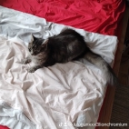 watermark-aa9b309b60f90aefcff310b7cd724e1c_0