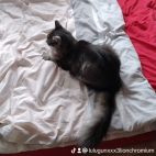 watermark-b0478073cee7dcffbc4f94e2945f9d83_0