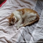 watermark-e9b746e36f590a1cc1a1a5bd883c91bf_0