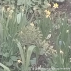 watermark-b23f0c0f4d8b40331b4969aa07fdbe77_0