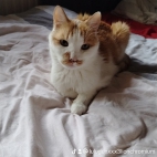 watermark-8389f3af140f8f7ee9c4b847cabb0b4c_0