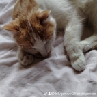 watermark-2b2184f75216ee9fb221061dfe99a88c_0