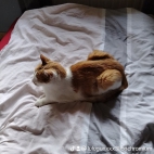 watermark-dc15f46241c33512313b8097a9d63047_0