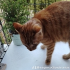 watermark-2e7043b164a2a774f4ff0a0f14f453af_0