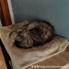 watermark-3f963bbc218e1909b434210e134f530b_0