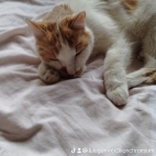 watermark-66c8e41f30975ded068c0eeb508a04ae_0