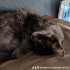 watermark-313843ebb2c8d19963549a2779382e37_0