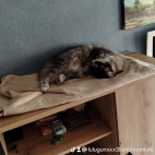watermark-bae3c0482830282b0b31de237cdd6683_0