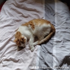 watermark-c44bb0d4456aac16ff9a05c7a79d205d_0