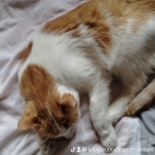 watermark-68e30c70ce5c26cf90f512ebdf4ddb44_0