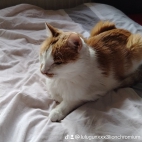 watermark-83f86f8523765f8f55f0f3fb1f882f39_0