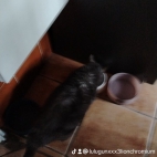 watermark-8f268dd737175a61b3eeb223e534d8ea_0