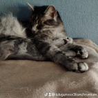 watermark-260dcf249827c29c2b5b3a8326ace19b_0