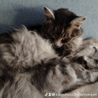 watermark-051d2c60dbf67195caf12e5a1a63676f_0