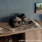 watermark-2a0a8da8dfa5a1ce6b9dc5941f54e01b_0